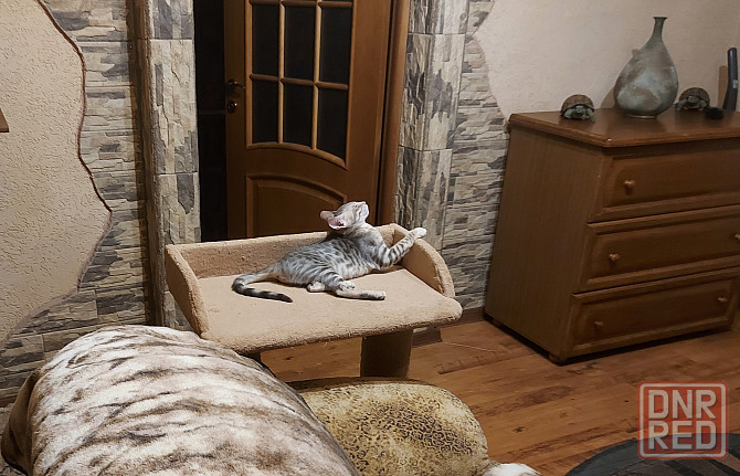 Кошечка, три месяца, ориентал с бенгалом Мариуполь - изображение 5
