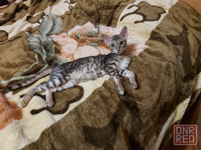 Кошечка, три месяца, ориентал с бенгалом Мариуполь - изображение 2