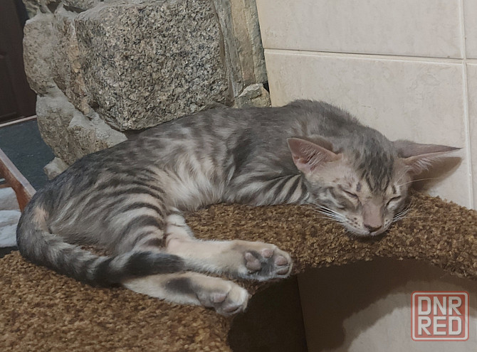 Кошечка, три месяца, ориентал с бенгалом Мариуполь - изображение 3