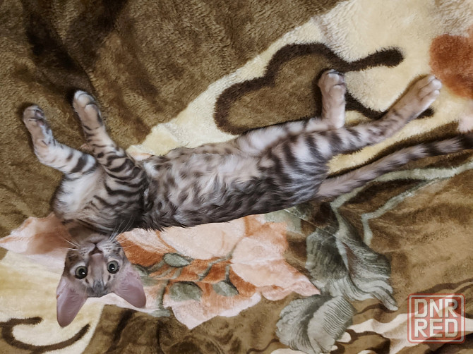 Кошечка, три месяца, ориентал с бенгалом Мариуполь - изображение 6