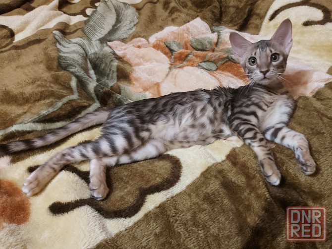 Кошечка, три месяца, ориентал с бенгалом Мариуполь - изображение 1