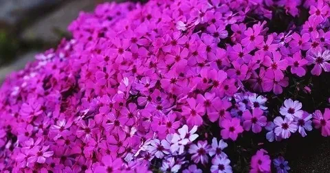 Первоцветы, птицемлечник, мускари, многолетники, цветы Донецк