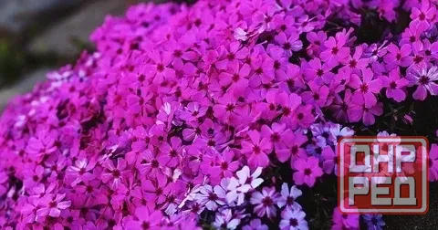 Первоцветы, птицемлечник, мускари, многолетники, цветы Донецк - изображение 6