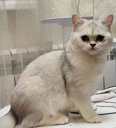 Британская кошка окраса Серебристая Шиншилла ищет кота такого же окраса и породы Волноваха