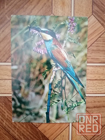 Продам набор открыток фотографий Насекомые 23 штуки Донецк - изображение 8