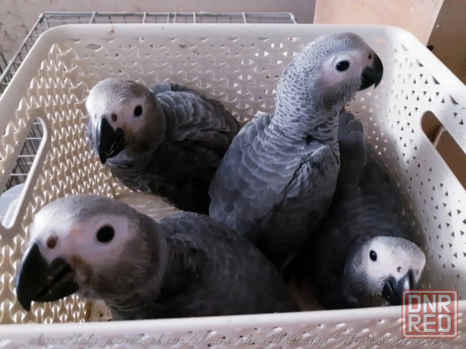 Продам попугаев ЖАКО птенцы ручные!!! Донецк - изображение 1