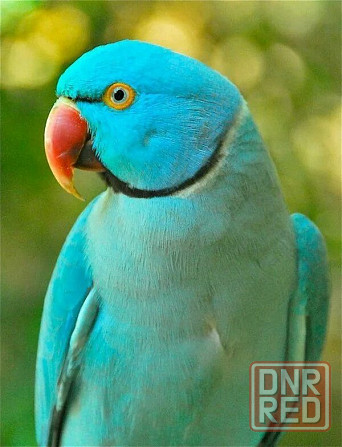 Попугаи ожереловые Голубые молодые Донецк - изображение 5