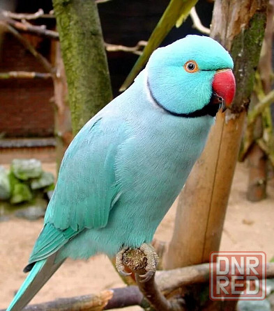 Попугаи ожереловые Голубые молодые Донецк - изображение 3