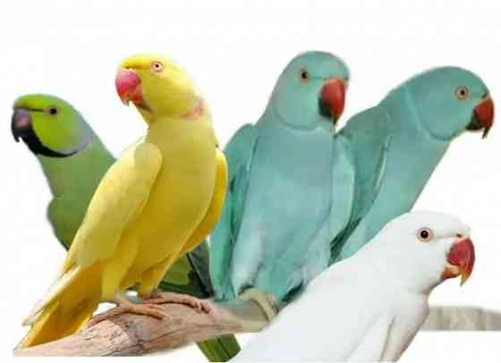 Ожереловые попугаи молодые Жёлтые Донецк