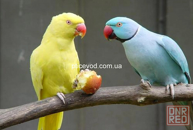 Ожереловые попугаи молодые Жёлтые Донецк - изображение 2