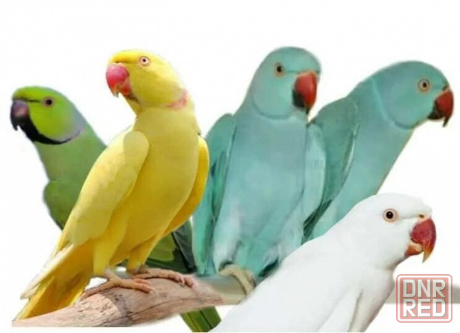Ожереловые попугаи молодые Жёлтые Донецк - изображение 3