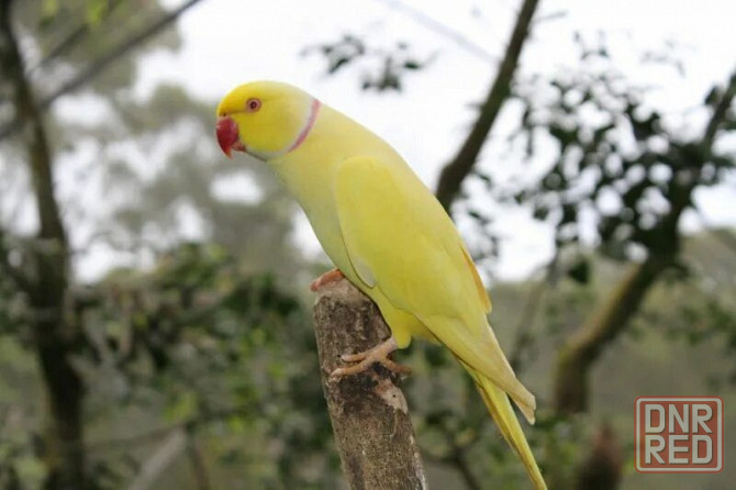 Ожереловые попугаи молодые Жёлтые Донецк - изображение 4