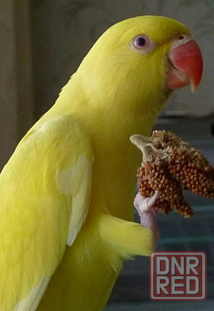 Ожереловые попугаи молодые Жёлтые Донецк - изображение 1