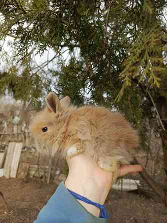 Малыш декоративного кролика находимся в Макеевке по всем вопросам Макеевка