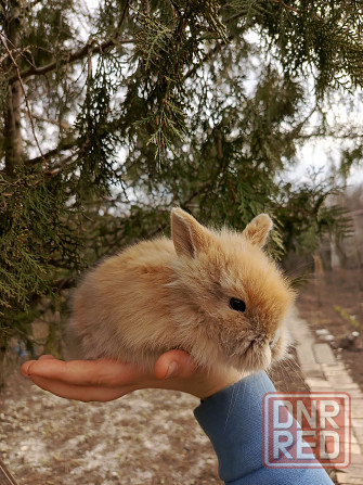 Малыш декоративного кролика находимся в Макеевке по всем вопросам Макеевка - изображение 1