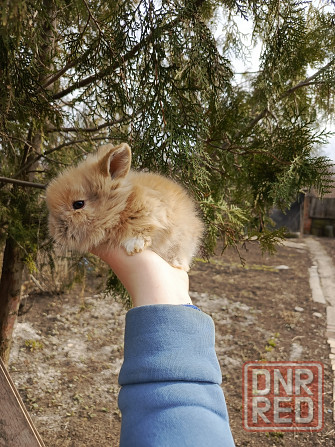 Малыш декоративного кролика находимся в Макеевке по всем вопросам Макеевка - изображение 3