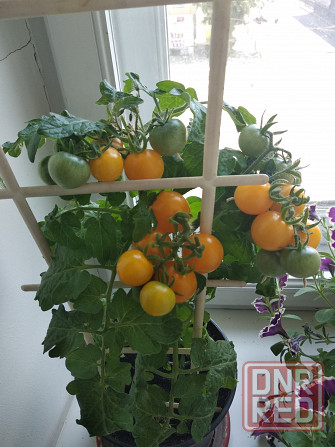 Комнатные томаты черри Донецк - изображение 6