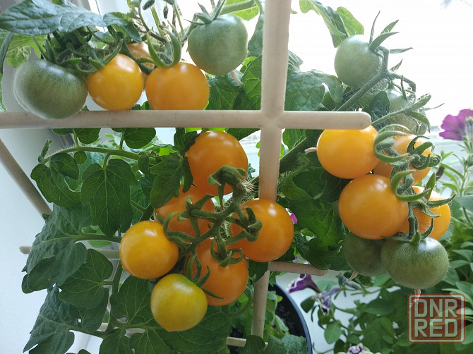 Комнатные томаты черри Донецк - изображение 1