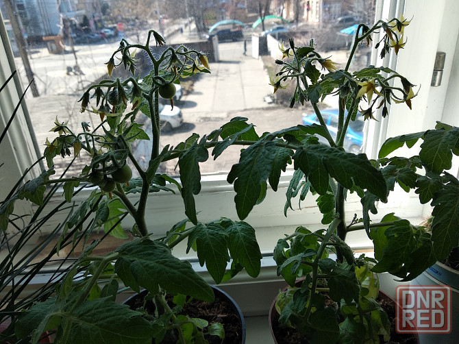 Комнатные томаты черри Донецк - изображение 3