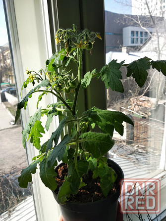 Комнатные томаты черри Донецк - изображение 2