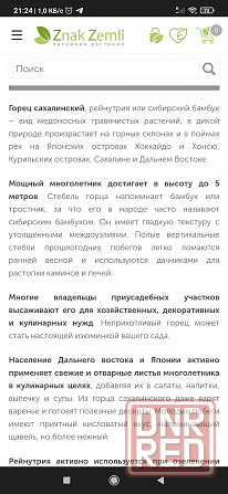 Продам Горец Сахалинский Гречиха Сахалинская, Рейнутрия, сибирский бамбук Донецк - изображение 5