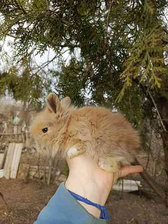 Малыш декоративного кролика Львина головый Макеевка