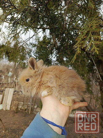 Малыш декоративного кролика Львина головый Макеевка - изображение 1