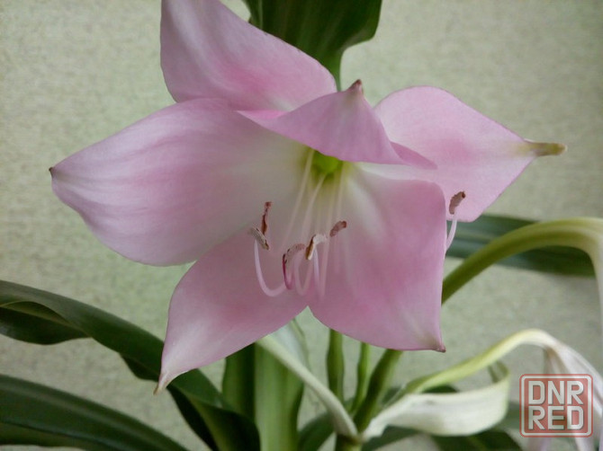 Продам кринум Мура (Crinum moorei) Донецк - изображение 1