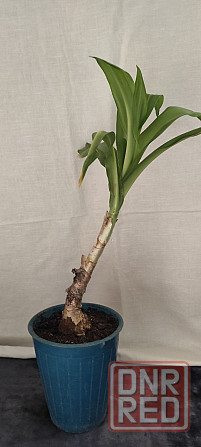 Продам кринум Мура (Crinum moorei) Донецк - изображение 5