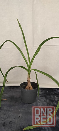 Продам Амаркринум Говарда (Amarcrinum howardii) Донецк - изображение 5