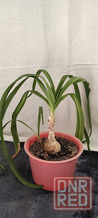 Продам Амаркринум Говарда (Amarcrinum howardii) Донецк - изображение 2