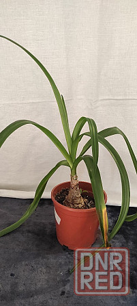 Продам Амаркринум Говарда (Amarcrinum howardii) Донецк - изображение 3