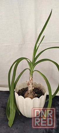 Продам Амаркринум Говарда (Amarcrinum howardii) Донецк - изображение 4