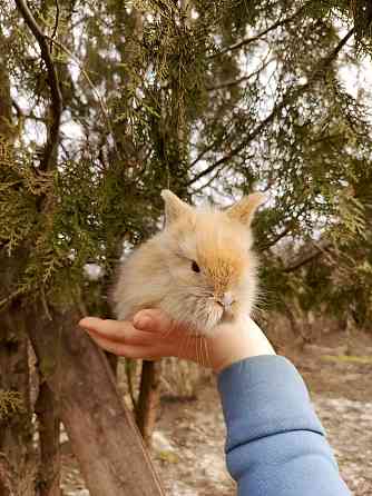 Продам малыша декоративного кролика цена 3 тысячи Макеевка