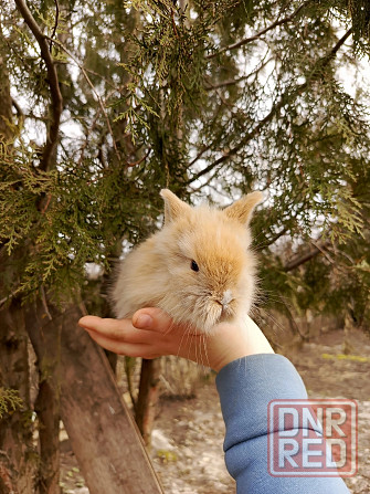 Продам малыша декоративного кролика цена 3 тысячи Макеевка - изображение 3