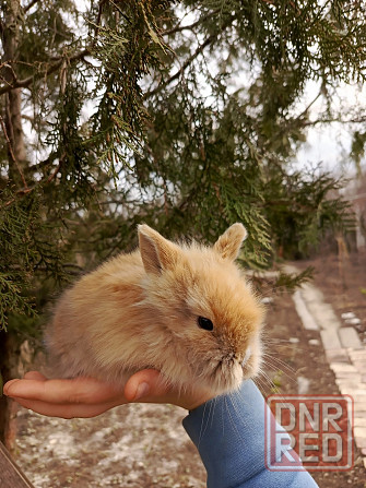Продам малыша декоративного кролика цена 3 тысячи Макеевка - изображение 2