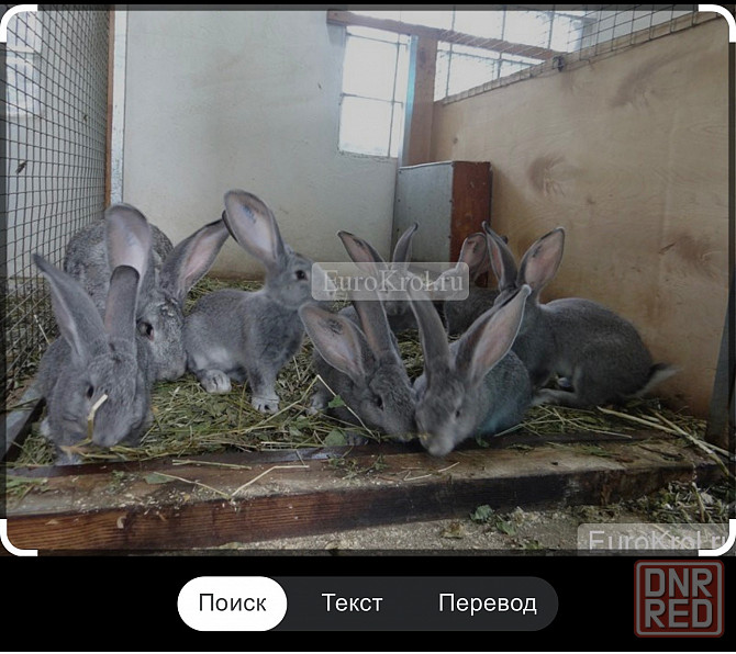 Продам Кролей на племя Донецк - изображение 2