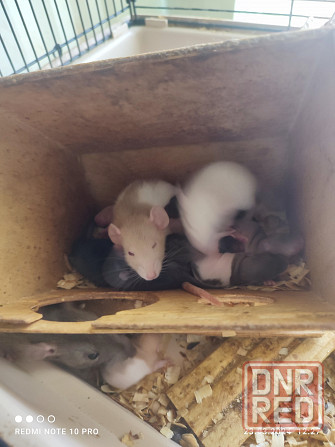 Продам малышей крысок ДАМБО 650 руб Донецк - изображение 6