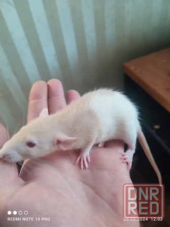 Продам малышей крысок ДАМБО 650 руб Донецк - изображение 4