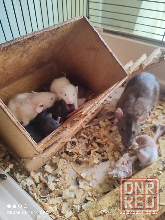 Продам малышей крысок ДАМБО 650 руб Донецк - изображение 5