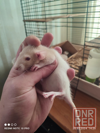 Продам малышей крысок ДАМБО 650 руб Донецк - изображение 1