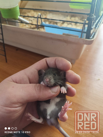 Продам малышей крысок ДАМБО 650 руб Донецк - изображение 3