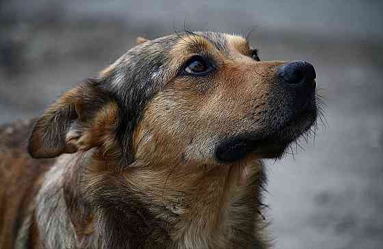 Захоронение домашних собак и кошек в Донецке Донецк