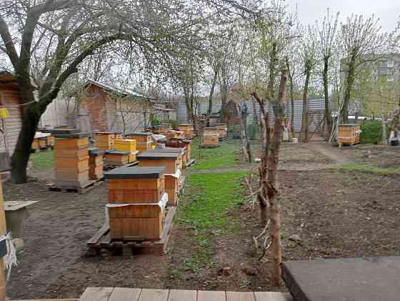 продам пчелосемьи Донецк