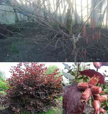 Плодоносящий куст фундука Красного-отдамДАРОМ лещины лесной орех Донецк