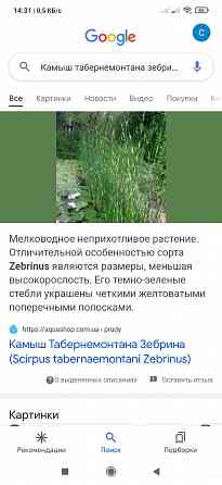 Продам растения для пруда, водные растения Донецк