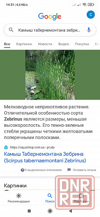Продам растения для пруда, водные растения Донецк - изображение 3