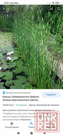 Продам растения для пруда, водные растения Донецк - изображение 5