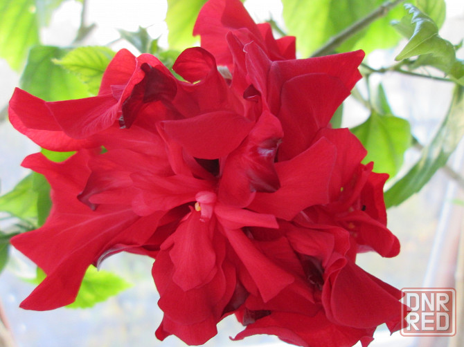 Гибискус - китайская роза Донецк - изображение 1