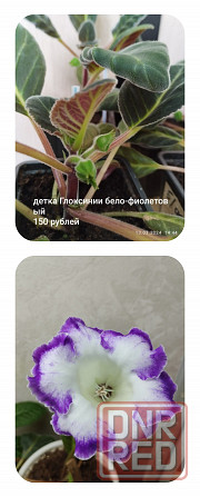 Комнатные растения Макеевка - изображение 3